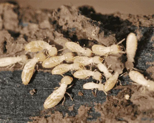 赣州灭白蚁​常用方法有哪几种？